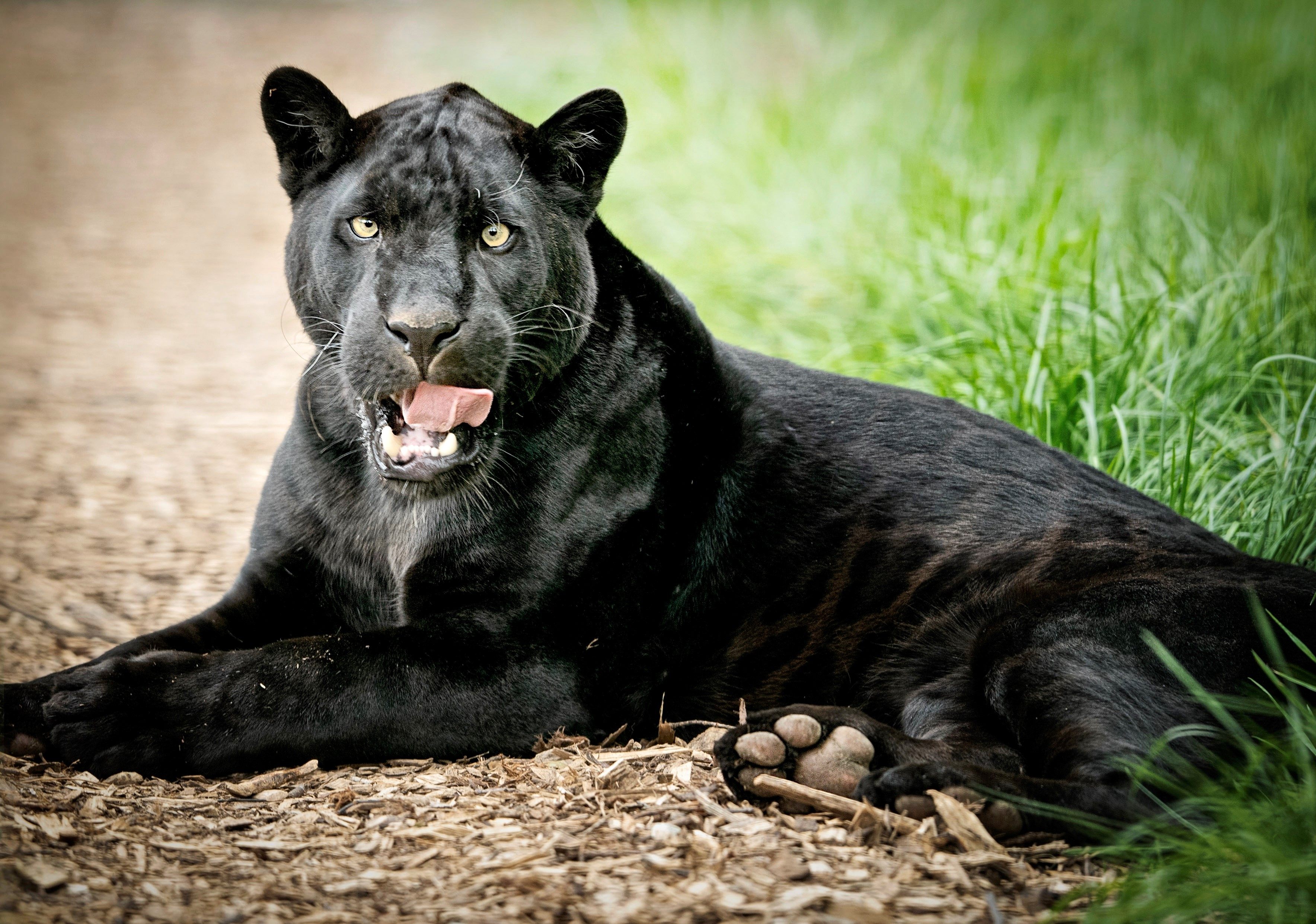 Wildlife Heritage Foundation Big Cat Sanctuary - Ashford And Tenterden